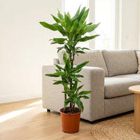 Dracaena Janet Craig 3pp