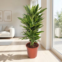 Dracaena Fragrans – Golden Coast – 140cm