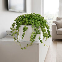 Senecio Rowleyanus - String of Pearls Green