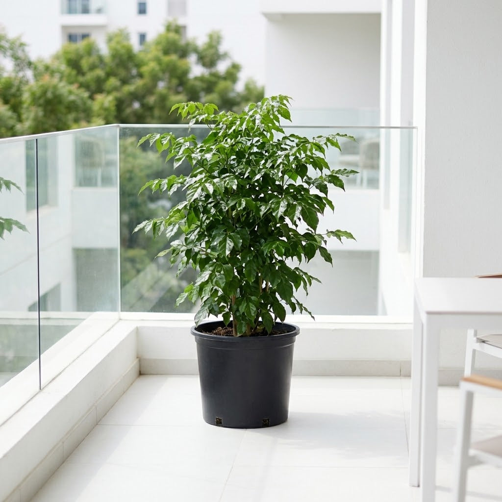Radermachera Sinica – China Doll Tree