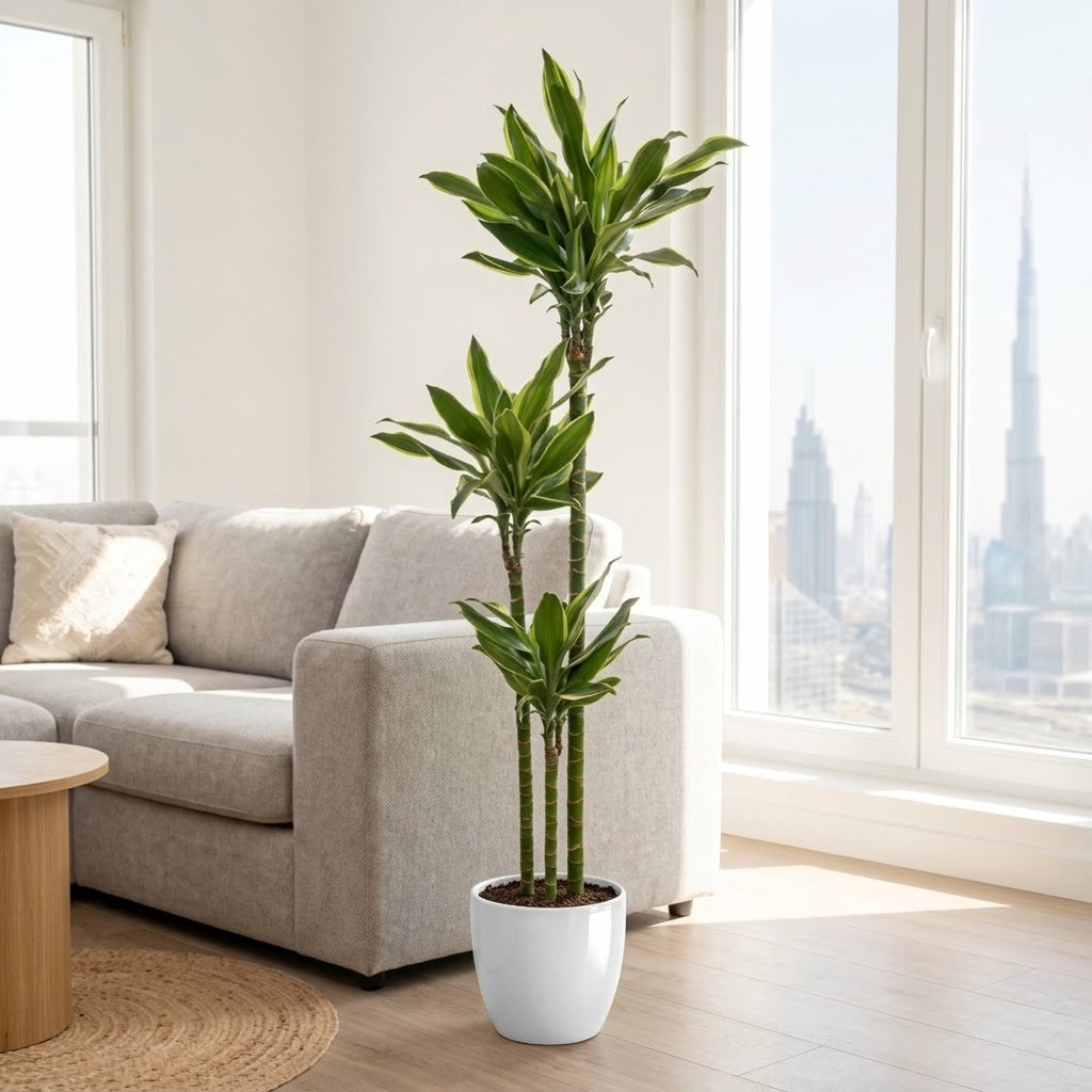 Dracaena Golden Coast