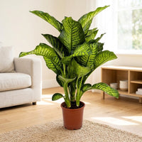 Dieffenbachia Maroba Plant - Dumb Cane