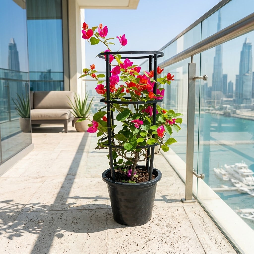 Bougainvillea 4 Sticks