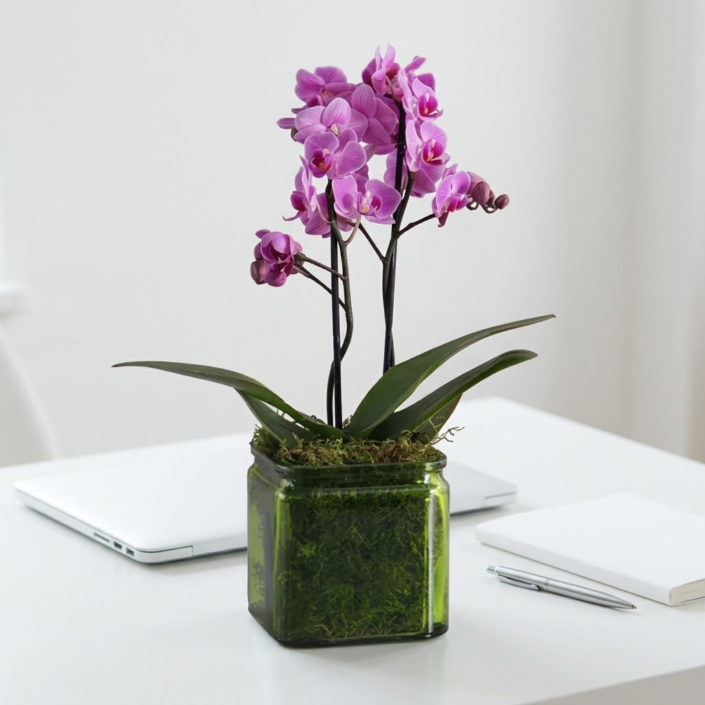 Purple Orchid Duo in Vase