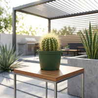 Echinocactus Grusonii – Golden Barrel Cactus - 10-15cm approx