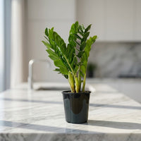 Zamioculcas Plant (ZZ Plant, Aroid Palm, Arum Fern)