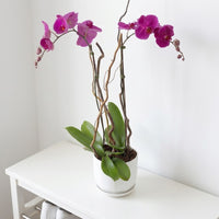 Double Stem Orchid in White Pot