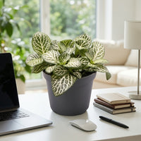 Fittonia Plant - Nerve plant