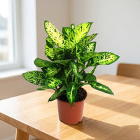 Dieffenbachia Compacta Plant