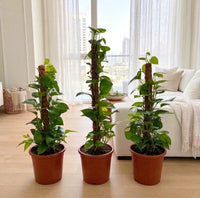 Scindapsus – Epipremnum Aureum – Money Plant x3 Bundle