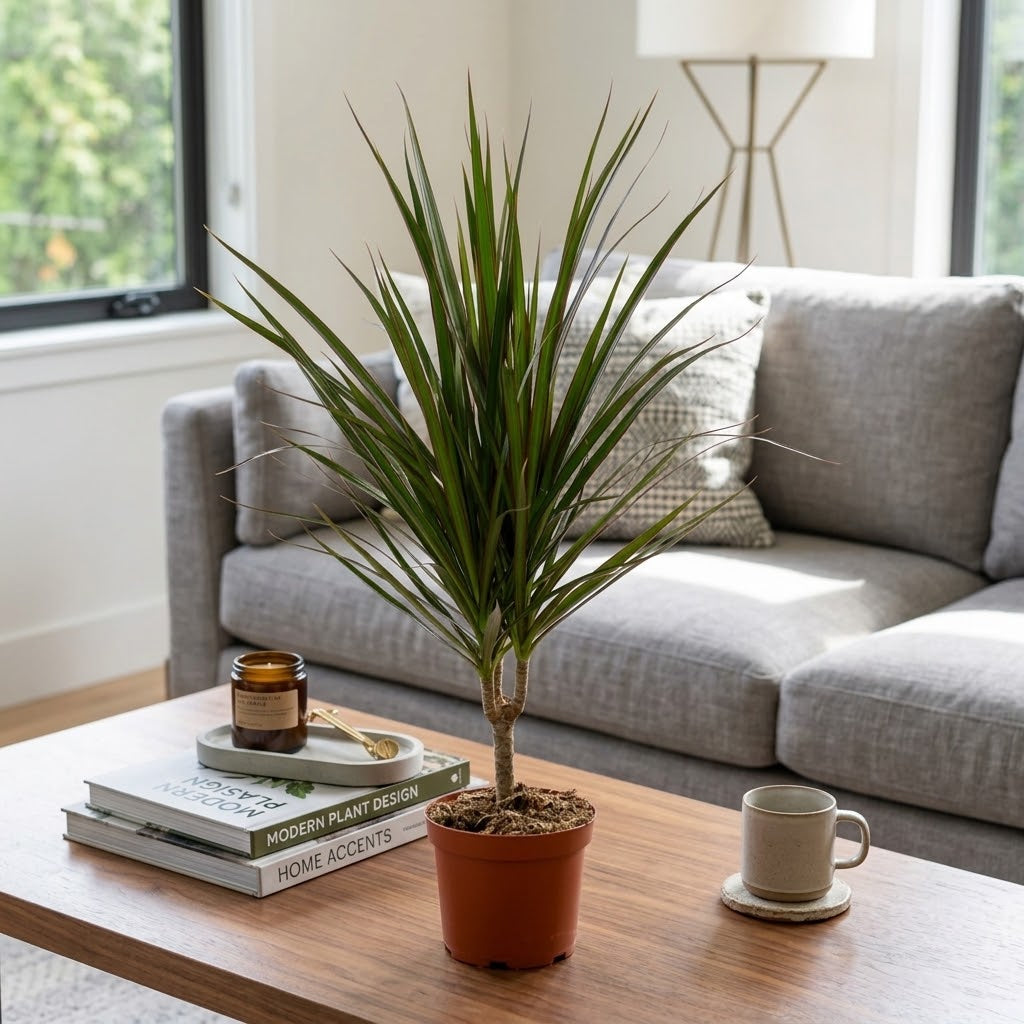 Dracaena Marginata – Madagascar Dragon Tree