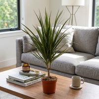 Dracaena Marginata – Madagascar Dragon Tree