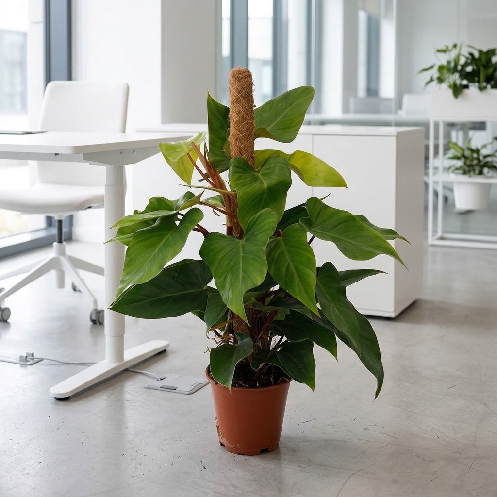 Philodendron Plant - Red Emerald