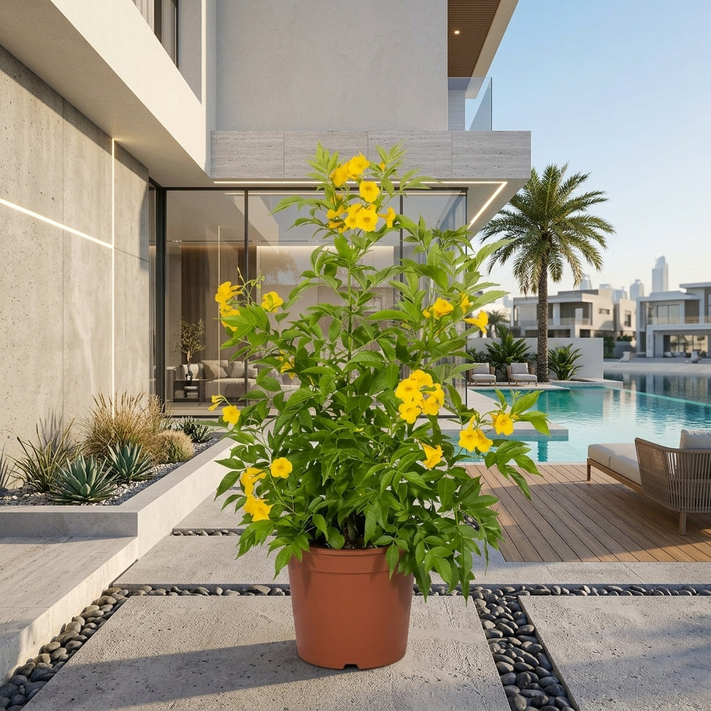 Tecoma Stans – Yellow Bells Tecoma | Outdoor Flowering Plant UAE