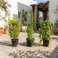 Climbing Plant with Trellis – Mandevilla (Yellow Bell) + Ipomea Cairica + Antigonon (Coral Vine)