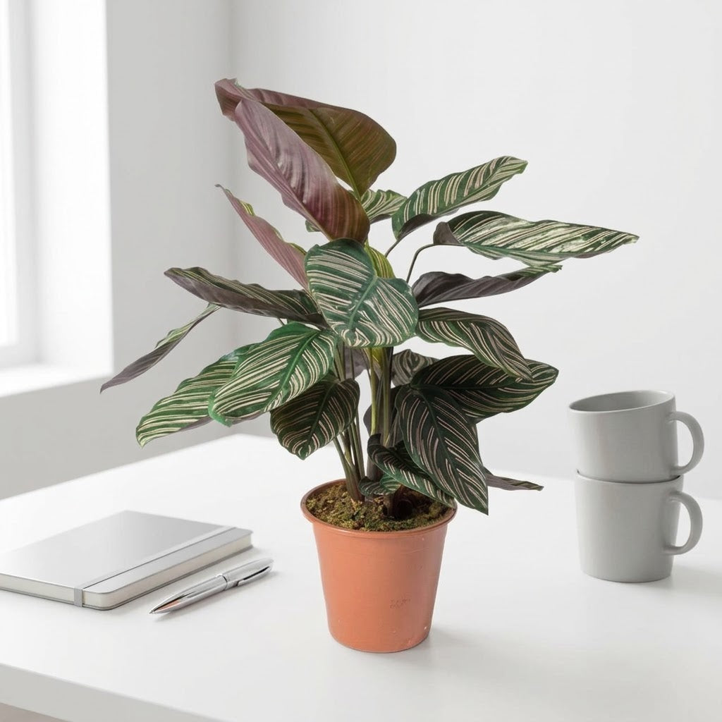 Calathea Sanderiana Plant – Peacock Plant