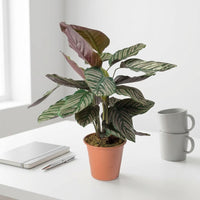 Calathea Sanderiana Plant – Peacock Plant