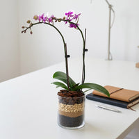 Variegated Mini Orchid in Glass Vase