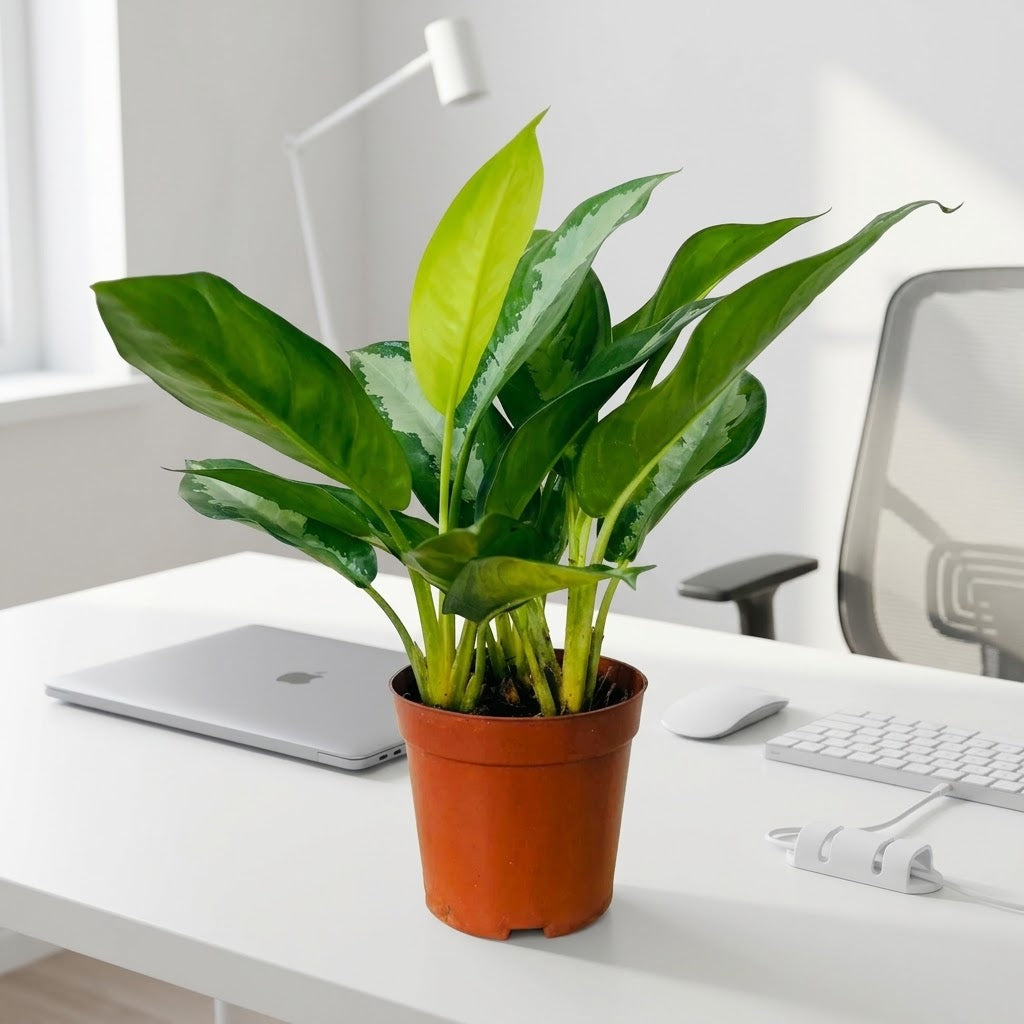 Aglaonema Plant - Chinese Evergreen