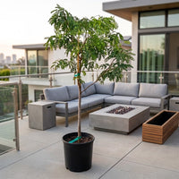 Tamarind Tree - Tamarindus Indica