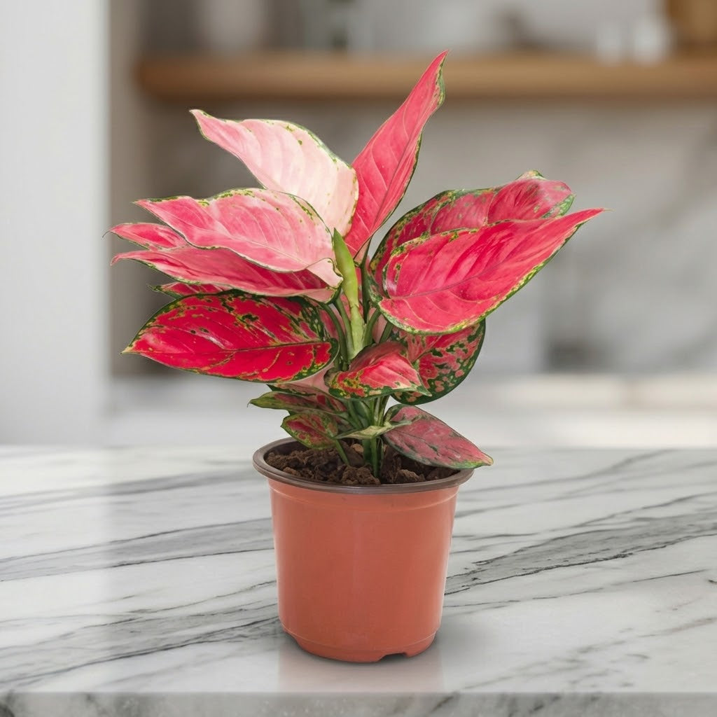 Aglaonema Pink