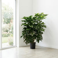 Radermachera Sinica – China Doll Tree