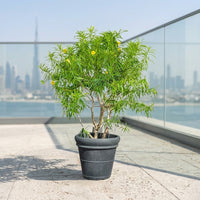Thevetia Peruviana Plant