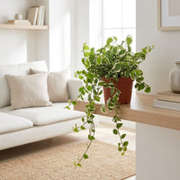 Ficus pumila - Variegated - Creeping Fig
