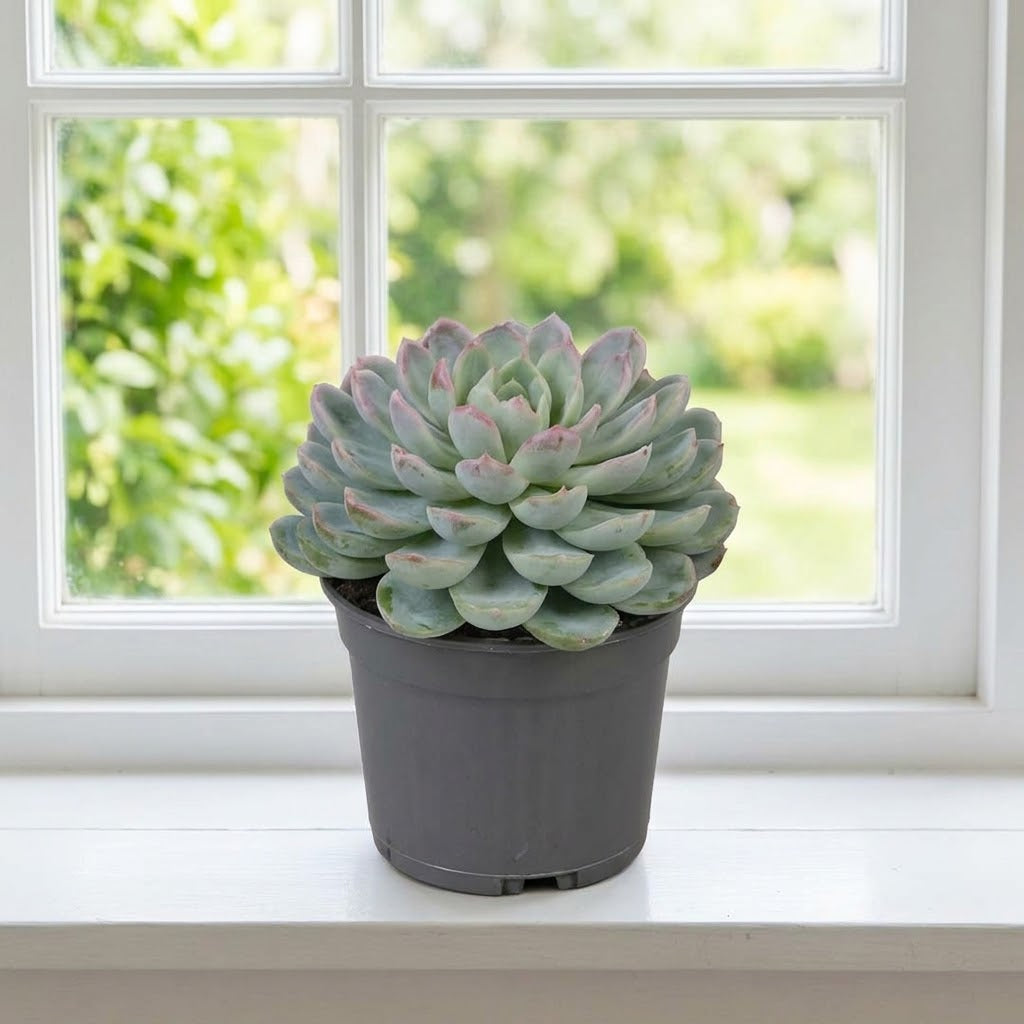 Echeveria Succulent - 15-20cm