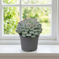 Echeveria Succulent - 15-20cm