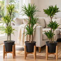 Triple Green Tower Bundle-Spineless Yucca, Dracaena Lemon Lime & Compacta