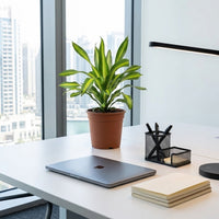 Dracaena Massangeana Plant