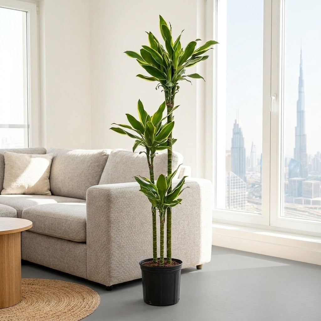 Dracaena Golden Coast