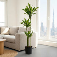 Dracaena Golden Coast