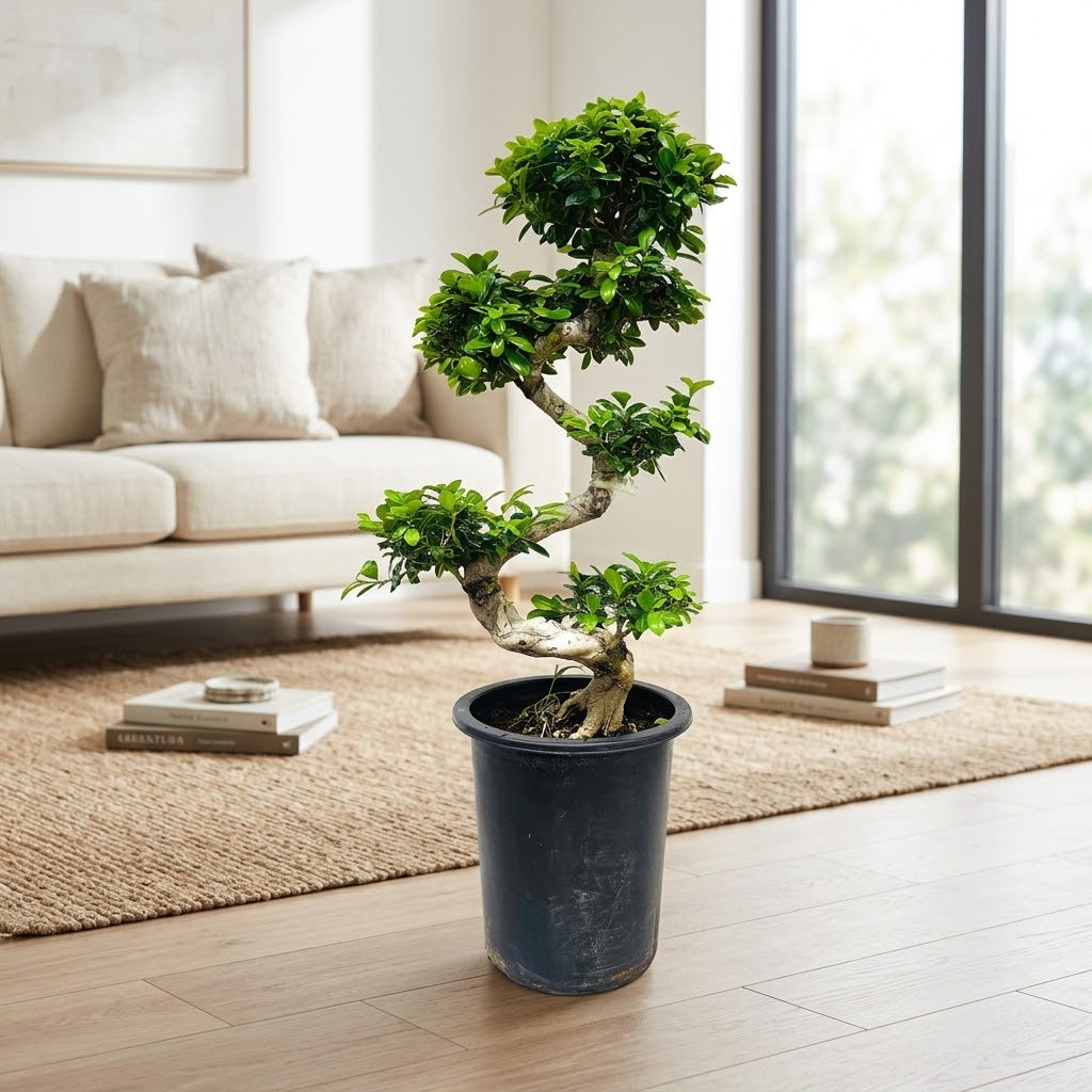 Ficus Bonsai S Shaped
