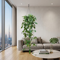 Philodendron Scandens - Hanging