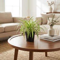 Chlorophytum Comosum - Spider Plant - Variegatum