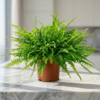 Nephrolepis Fern – hanging Boston Fern