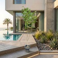 Tecoma Stans – Yellow Bells Tecoma | Outdoor Flowering Plant UAE