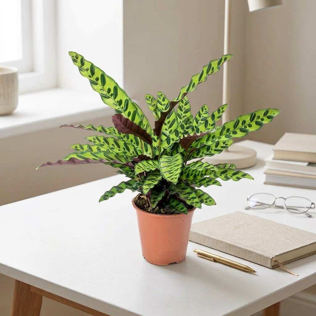 Calathea Lancifolia Plant - Rattlesnake plant