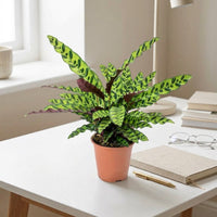 Calathea Lancifolia Plant - Rattlesnake plant