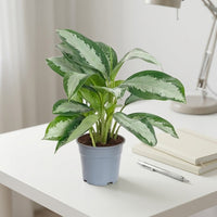 Aglaonema Pattaya