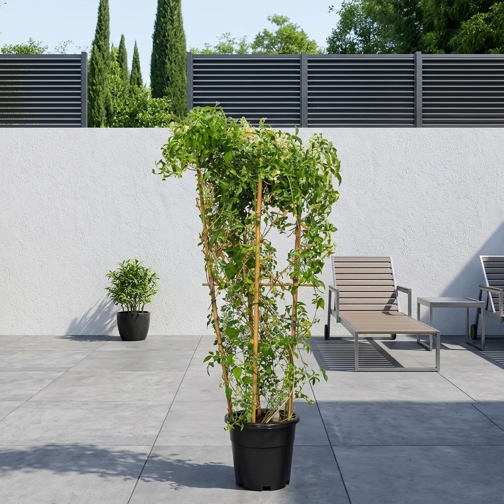 Jasminum Grandiflora -Jasmine Climber