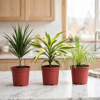 Clean Air Trio – Dracaena Marginata, Lemon Lime & Spider Plant