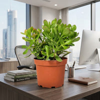 Crassula ovata - Money Tree -Jade Plant