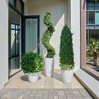 Ehretia Topiary Bundle – Cone, Ball & Spiral Shapes | Topiary Plants Dubai