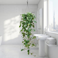 Philodendron Scandens - Hanging