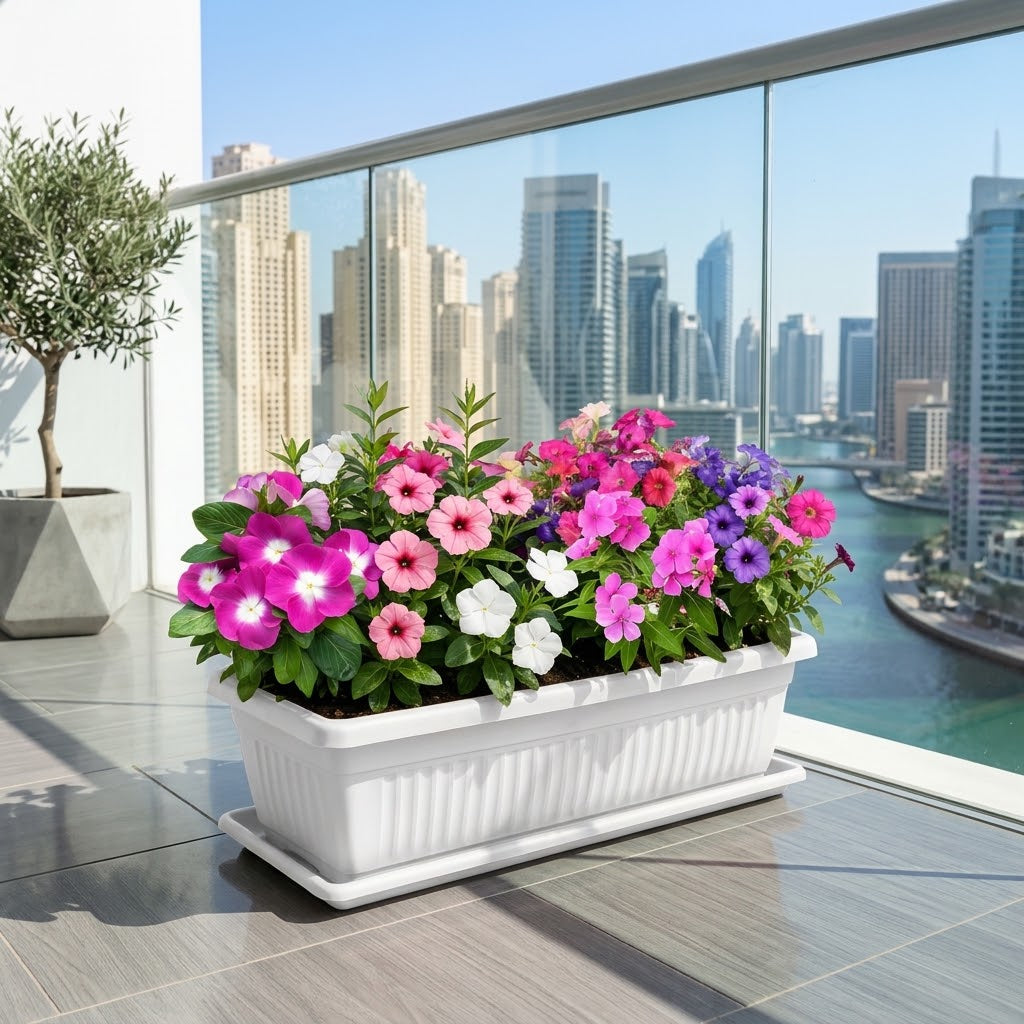 Vinca & Petunia Mix 5-12cm - Seasonal Flowering Plants in Exotica Planter | Catharanthus & Petunia Flowers for UAE Homes