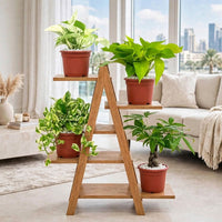 Money Magnet Bundle – Marble Pothos, Neon Pothos, N’Joy Pothos & Pachira Tree in Ceramic Pot