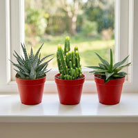 Mini Desert Trio – Haworthia, Fairy Castle & Agave Lopantha